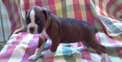Boxer male and female  puppies for sale 