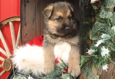 Proven German Shepherd Dog Puppies.