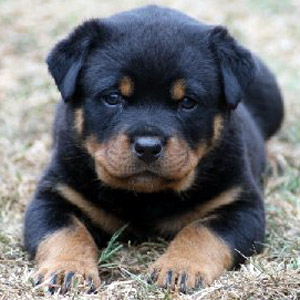 Intelligent Rottweiler Puppies Available.