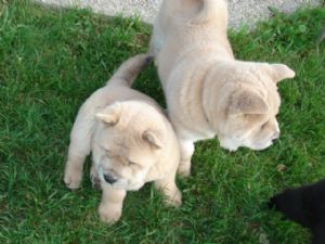 Lovely chow chow puppies for adoption.