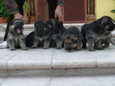 German Shepherd puppies magnificent 