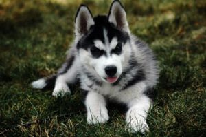 cute Siberian husky puppies with adorable blue eyes