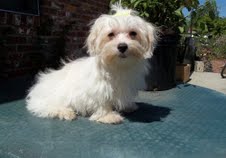 Affordable Maltese puppies now Available