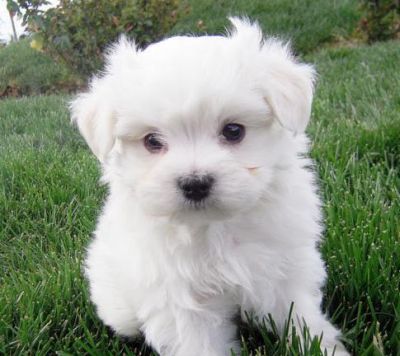 Avaliable Maltese Puppies For Sale