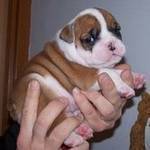 ADOPT CUTE ENGLISH BULLDOG PUPPIES