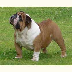 English bulldog puppies for adoption