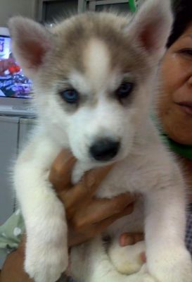 HEALTHY MALEAND FEMALESIBERIAN HUSKY PUPPIES(BLUE EYES)