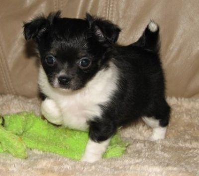 Female Chihuahua pup for sale
