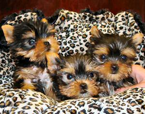 Excellent male and female teacup yorkie puppies for free adoption