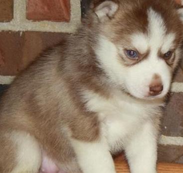 Cute husky puppies for adoption