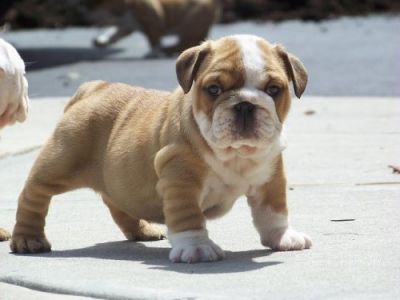 nice english bulldog puppies for a new home
