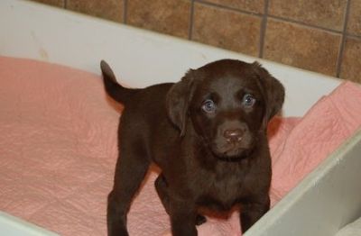 Kc registered Labrador Retriever Puppies For Sale