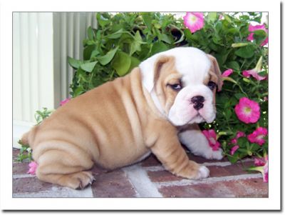 Adorable english bulldog puppies 