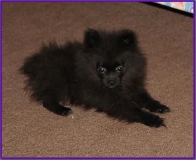 pomeranian puppies our for nice care people