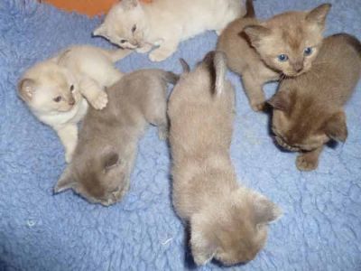 Burmese kittens Available