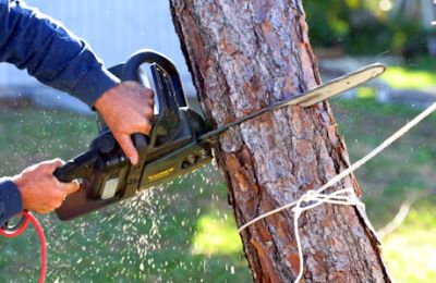 Affordable Tree Removal Service Castle Hill