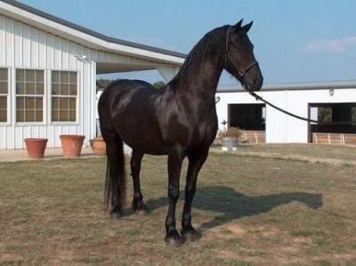 frisian horse for free adoption