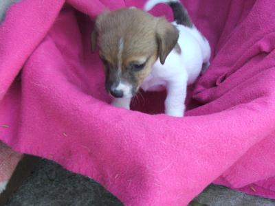 Excellent Jack Russell Terrier puppies for sale .