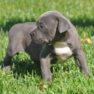 Blue Nose American Pups