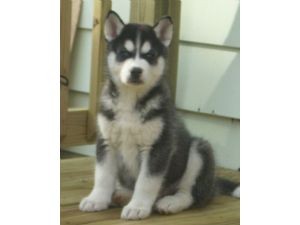 Kids Loving male and female Siberian Husky puppies for sale