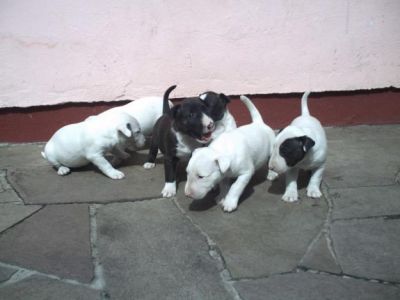  Bull terrier puppies