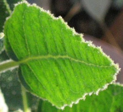 Continental Cleaners Ph 0420 270 260 Expert End of Lease Carpet Cleaning