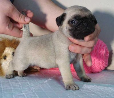 Pug puppies