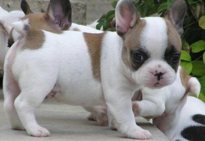 French Bull Dog puppies for sale