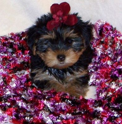 Cute and Milkish Yorkshire Terrier puppies for sale.