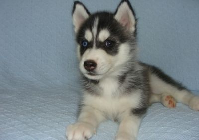Healthy Male And Female Siberian Husky Puppies For Sale