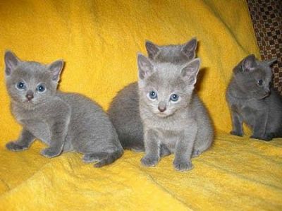 Russian Blue kittens for adoption