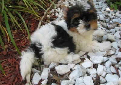 Pretty Yorkie Puppies for sale (male and female)
