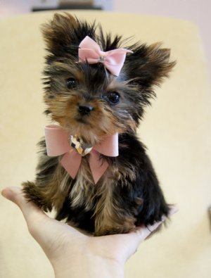 Pure Breed Yorkie Puppies for sale.