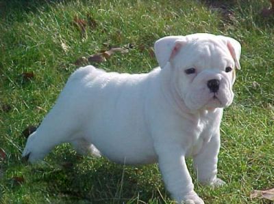 Genuine Offer English Bulldog puppies urgently need new homes
