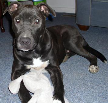 Labrador Retriever for Adoption