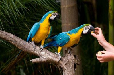 Talking and hand feed blue and gold macaws birds for adoption 
