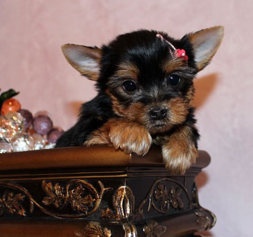 Excellent Teacup Yorkie Puppies For Adoption