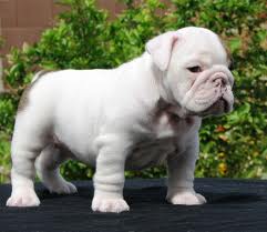 bulldog puppies for adption