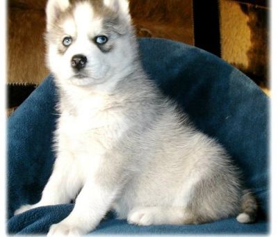 Cute And Adorable Siberian Husky Puppies Seeking New...