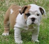 Two Charming English Bulldog Puppies for sale