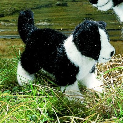 Well Trained  Border Collies Puppies