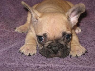 nice baby face French bulldog Puppies For Adoption