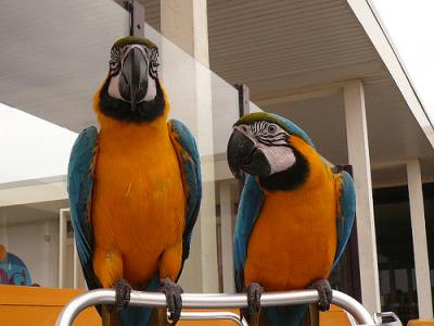 Gorgeous Pair of Blue and Gold Macaw Parrots,