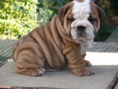Wow little cute english bulldog babies available