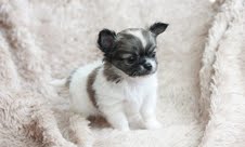 Cute chihuahua puppies for your home
