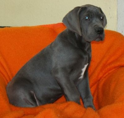 we have both male and female great Dane puppies for sale 10weeks old 