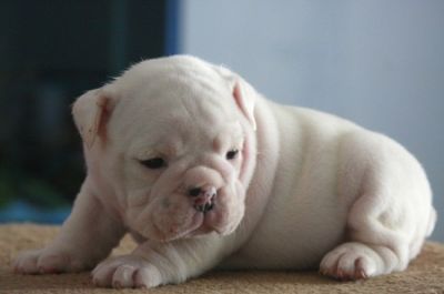 Akc English Bulldog Puppies Available Sired By Troy..champion Bred