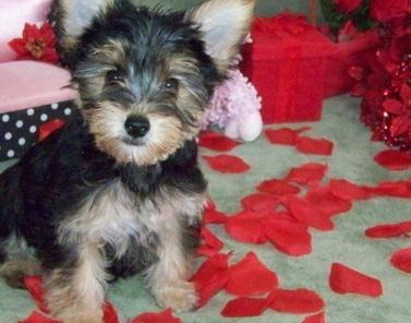 Charming Yorkshire Terrier Puppies For Sale