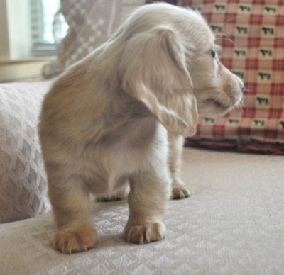 female Dachshund puppy for sale