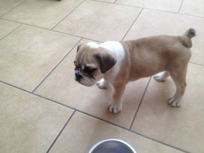 Reduced Reduced Reduced Brittish Bulldogs , Both, 1-3 months, , xxxxxexeptionally Stunn